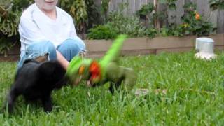 Pug vs Dinosaur by FuzzyBeastStudio 337 views 12 years ago 57 seconds