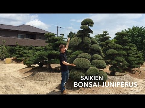 Video: Kuinka Luoda Topiary