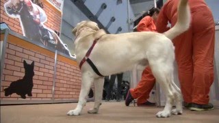 Is Your Dog Unhappy ? Hi Tech Collar Could Give A Clue