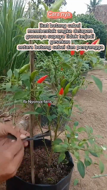 Cara yang benar mengikat batang cabai dengan penyangga atau sandaran #berkebun