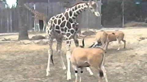 Giraffe and Eland play