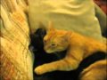 Котик и Кошечка - Настоящая Любовь!