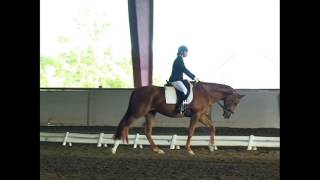 4 yo warmblood mare. Dressage training level test 3, 75%