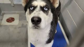 acs A671279