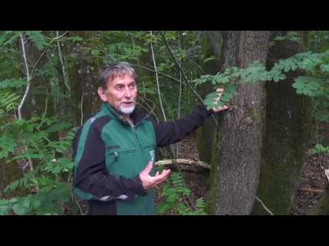 Video: Træets Natur