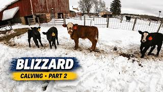 Blizzard Calving Chaos! 108 lb Bull Calf Born in Extreme Winter Storm 🥶🐄