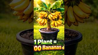 Today Growing Banana From Aloe Vera At Home