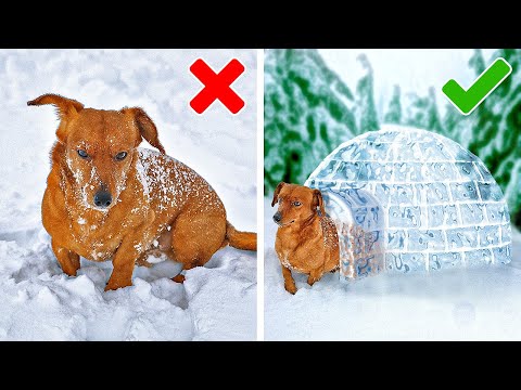 Video: Evcil Hayvanlarınızla Ticaret Hastalıklarını Önlemek İçin İpuçları