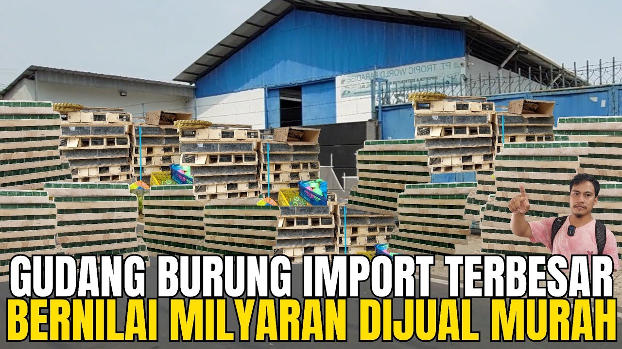 SIDAK‼️ GUDANG BURUNG IMPORT TERBESAR BERNILAI MILYARAN DIJUAL MURAH DI PASAR PRAMUKA‼️