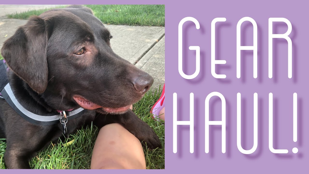 Service Dog Gear Haul! Fall 2021 YouTube