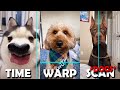 Time Warp Scan TikTok Compilation, but DOGS &amp; CATS