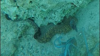 Octopuses, Sea Slugs And Moray Eel