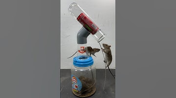 Simple homemade mouse trap idea using plastic bottles // Mouse trap 2 #rattrap #rat #mousetrap