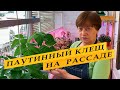 Паутинный клещ на рассаде