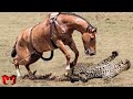Macan Tutul Nekat Serang Kuda Liar! Pertarungan Hewan Buas Di Alam Liar Predator VS Mangsa