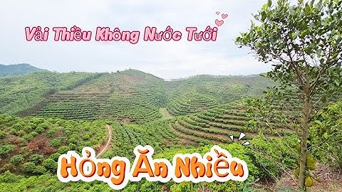 Lên Đồi Cao Vải Thiều  Không Nước Tưới Cây Chết - Quả Hỏng Ăn l Núi Đồi Lục