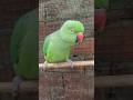 mummy talking short Viral video #cute #parrot #shortsfeed #funny #viralvideo #youtubeshorts #birds