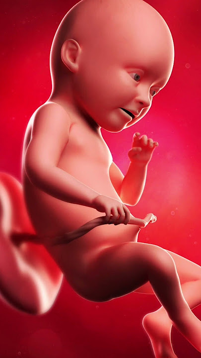 Baby's Sex Organ Development: 34 Weeks Pregnant