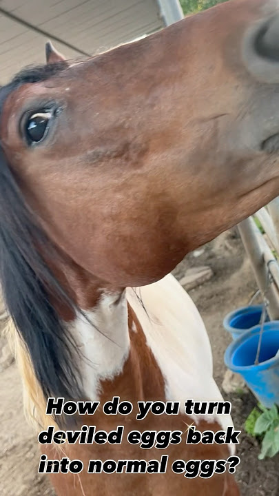 Got deviled eggs? #american #rescued#paint#pony#backyard#comedy