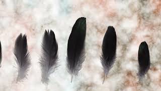 the anatomy of a feather (2018)