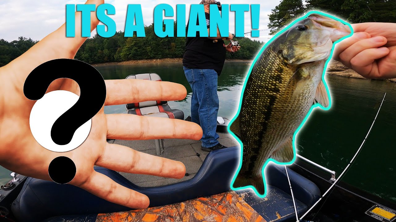 Catching BIG BASS of all KINDS in WINTER RAINY CONDITIONS! #bassfishing #fishing