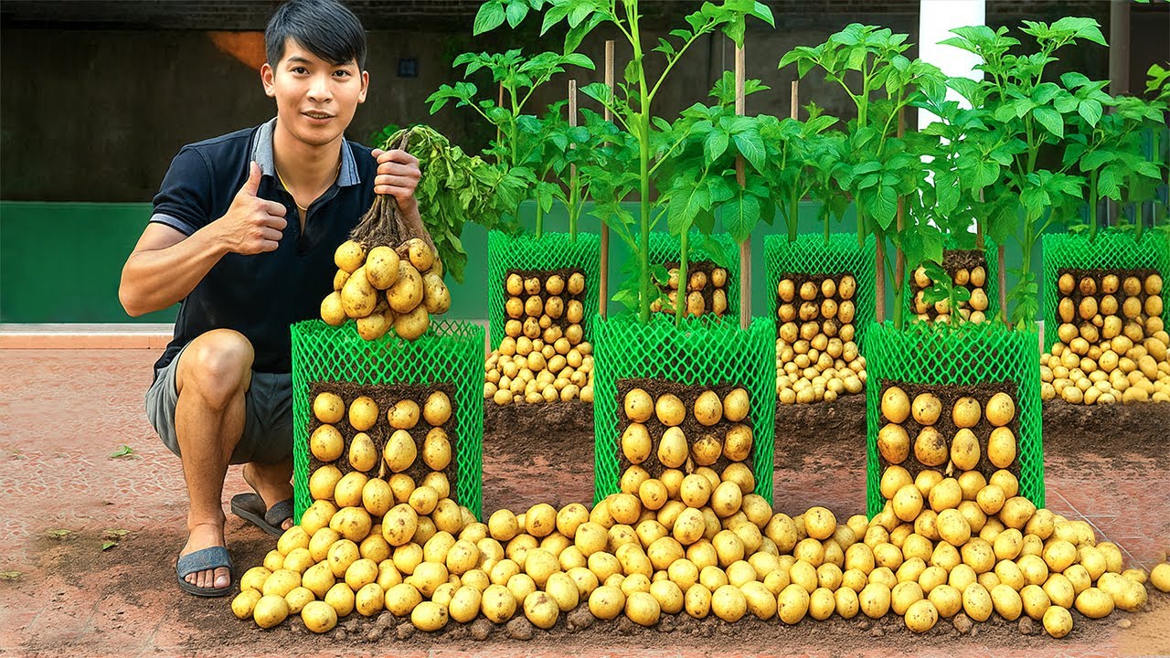 You won't regret trying this amazing potato growing method!