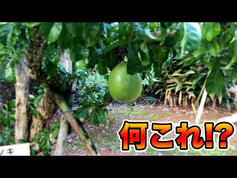 ノーブル レベル [果樹園の熟した果実]  　ミランダ ! ノーブル レベル [果樹園の熟した果実] ミランダ様専用 ! - メルカリ
