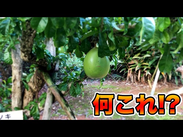 Huge fruit like a melon! A lot of super rare fruit trees! We came