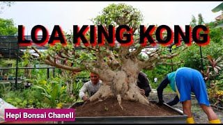 THE PROCESS OF REMOVING JUMBO LOA BONSAI FROM GROUND TO POT