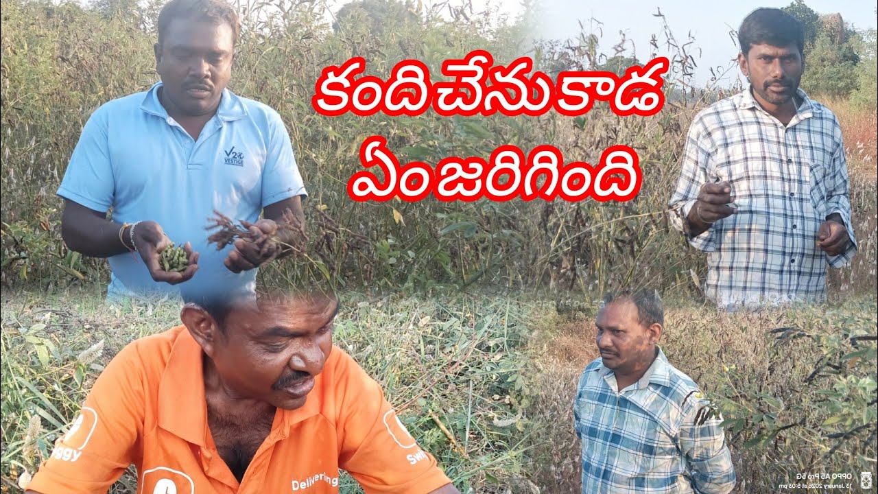 కంది చేను కాడ ఏం జరిగింది!!SPR videos!! కామెడీ ఎంటర్టైనర్