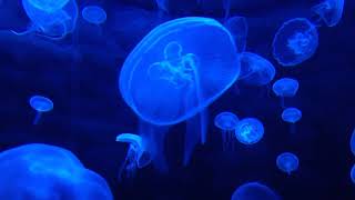 Jellyfish with relaxing music - 3 hours - HD 🌊