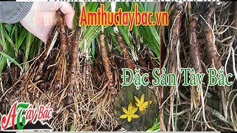 3 lưu ý vàng khi ngâm sâm cau đen với rượu mà ai cũng nên biết