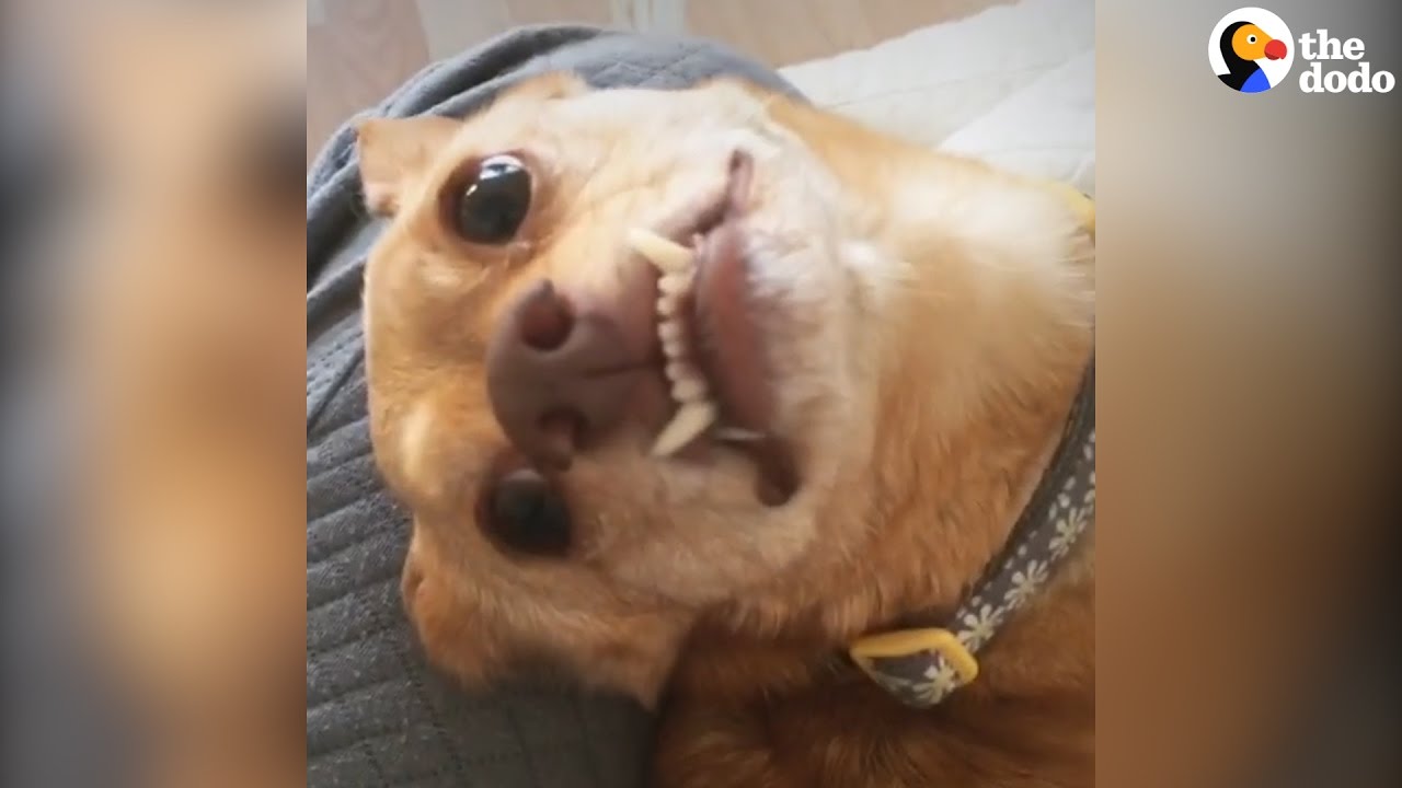 Rescue Dog With Bent Legs An Celebrity YouTube