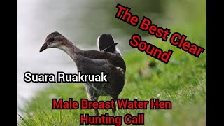 Breasted Water Hen Hunting Call | Ruakruak #waterhen #bestsoundquality #ruak2 #suaraburungruakruak