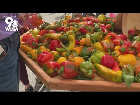 Video: Dupont Farmers Market: The Complete Guide