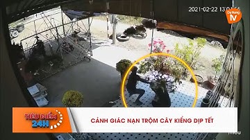 CẢNH GIÁC NẠN TRỘM CÂY KIỂNG DỊP TẾT