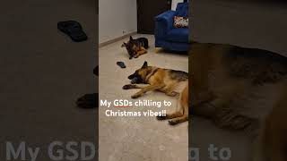 Its Christmas time!! #gsdlovers #petlover #christmas #doglover #dogtoys