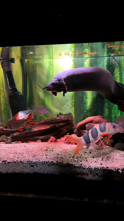 This is What the World's Largest Fire Eel Looks Like 🌎 📏