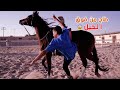 تعلمنا ركوب الخيل في يوم واحد | العشير صار فارس