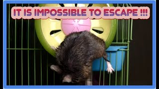 THERE IS NO WAY TO ESCAPE !!!!!  #roborovskihamster #rodent #hamsteri #roborovskii #hamstertreats