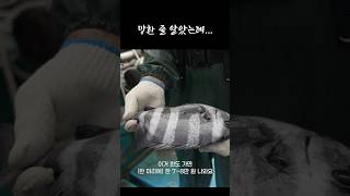 망한 줄 알았는데 한 마리에 8만원?? #shorts