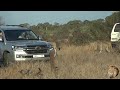 Lionesses of the Sweni Lion Pride try to hunt Giraffe