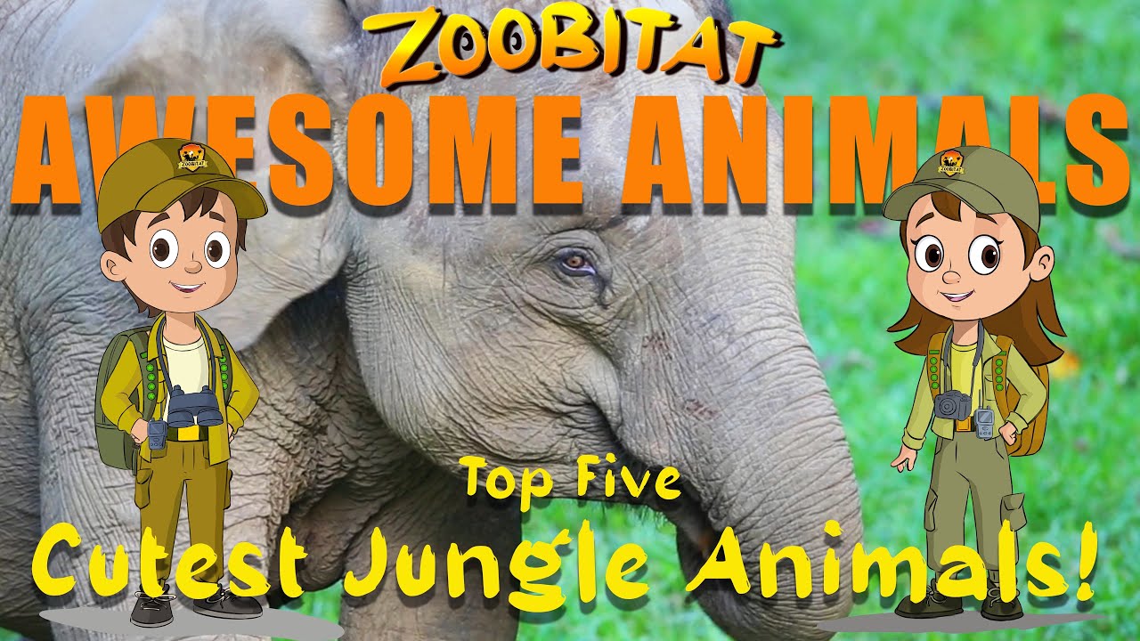 top-5-cutest-jungle-animals-zoobitat-awesome-animals-kids-tv