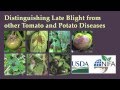 Distinguishing Late Blight From Other Tomato And Potato Diseases Distinguishing Late Blight From Other Tomato And Potato Diseases