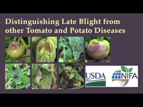 Video: Cum se cultivă struguri: înmulțire prin butași verzi