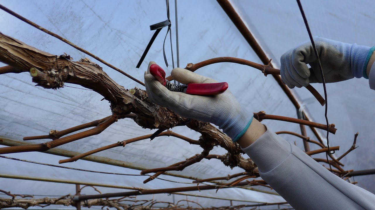 ブドウの本剪定 シャインマスカット Grape Cultivation Pruning Youtube