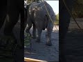 dalk n&#39; olifant (WhatsApp Video 2023 07 29 at 00 47 28) downloaded from a message