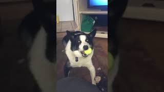 Bosley Tennis Ball