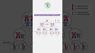 Understanding the Chromosomal Theory of Inheritance 🔬 Genetics Explained #sciencefacts #inheritance