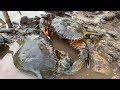 Hunting Giant Mud Crab Under The Mangroves | Alimango  Catching In Secret Hole Of  Mangroves